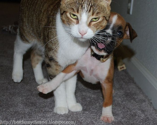 Funny cat and puppy.