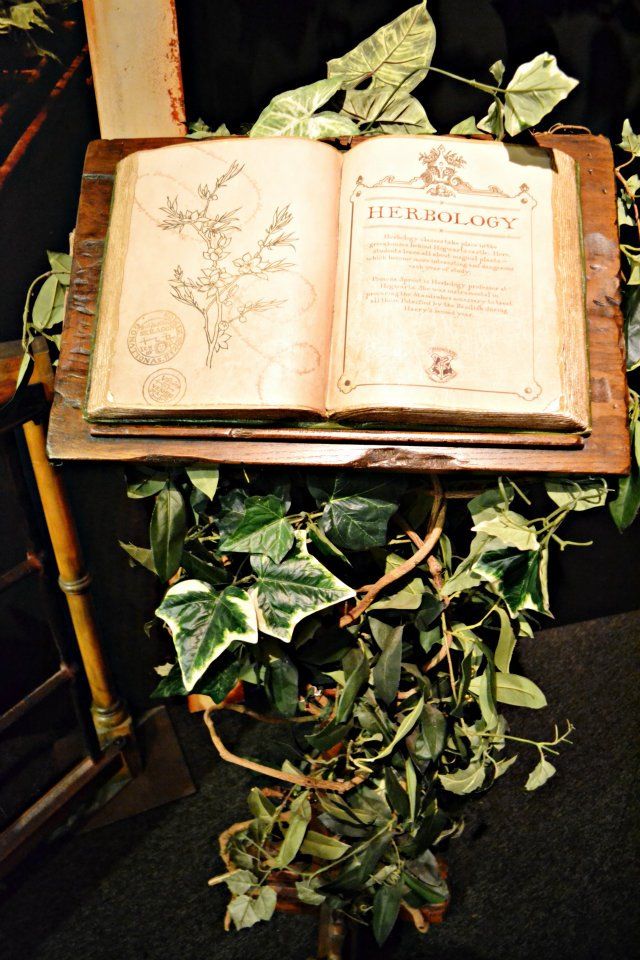 Hogwarts en el aula de primaria Herbology 101. Introduction to Herbology. Parts of a Plant