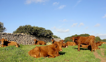 VACA RAÇA MENORQUINA