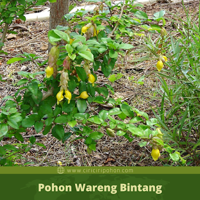 Pohon Wareng Bintang