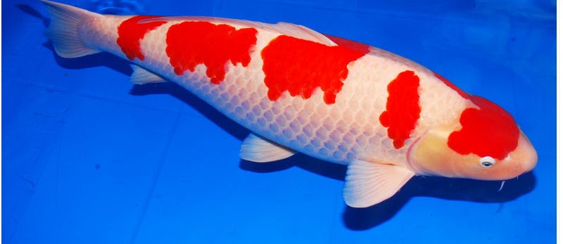 Jenis Jenis Ikan Koi Dan Gambarnya Infoikan Com
