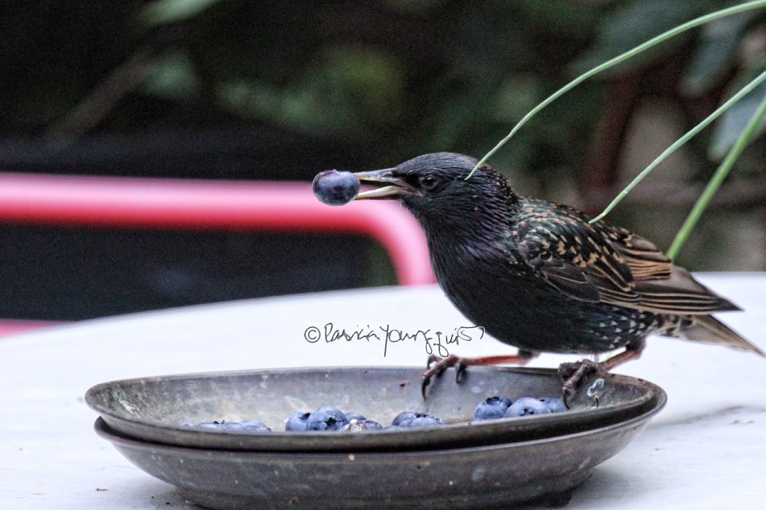 The Last Leaf Gardener Starlings came to NYC 129 years ago today.