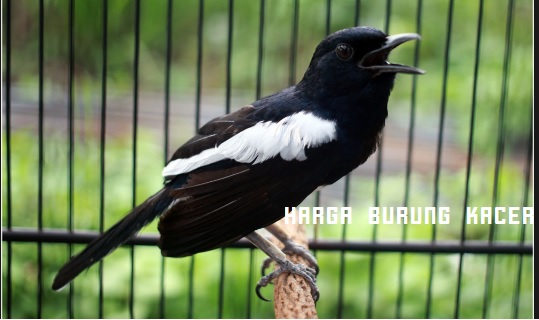 Burung Holic Kisaran Harga Burung Kacer Dari Trotol Sampai
