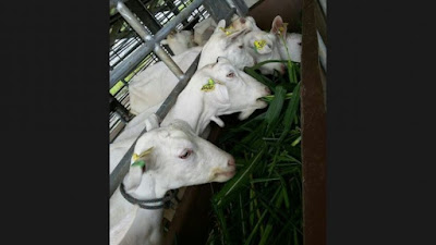 Gambar Kambing Saanen Penghasil Susu Rendah Lemak