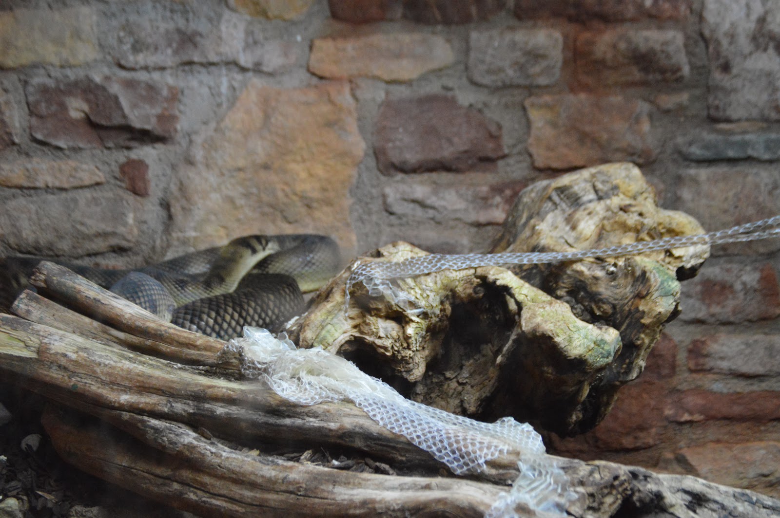 Zoo Volunteer: Bristol snakes 6: Amethystine Python1600 x 1064