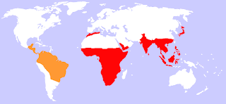 Maymunların dağılım haritası