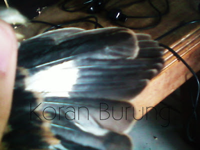 Ciri Burung Cendet Jantan Dan Betina Dewasa/Trotol Cendet merupakan salah satu burung kicau yang mempunyai bunyi kicau yang indah dan bervari Ciri Burung Cendet Jantan Dan Betina Dewasa/Trotol