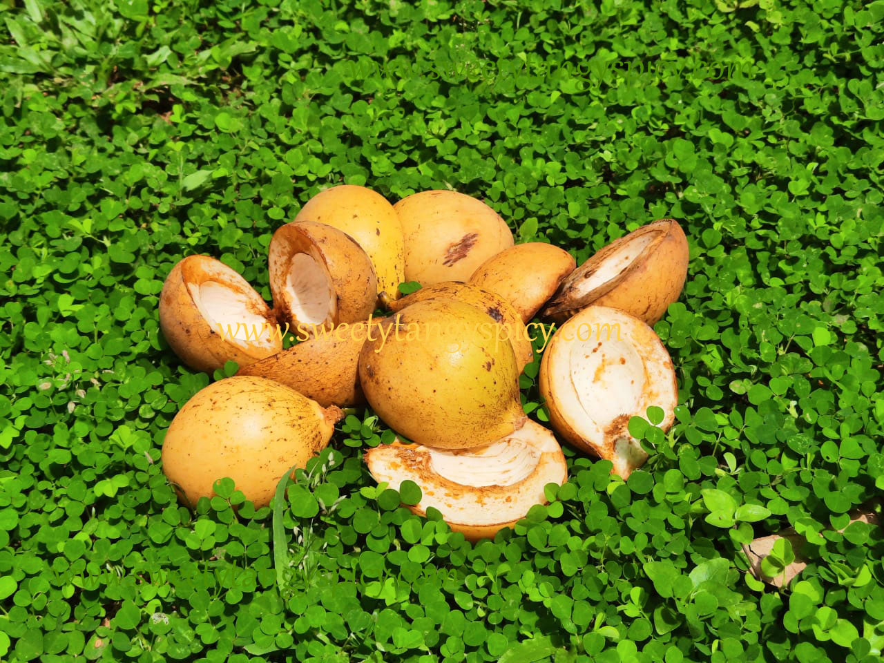 Nutmeg seeds and mace is an important constituent of Kerala garam