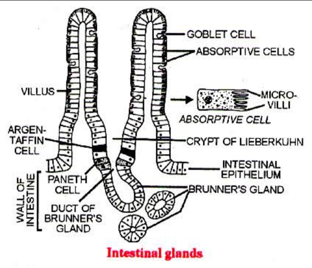 Digestive glands and their functions explanation available in mutli
