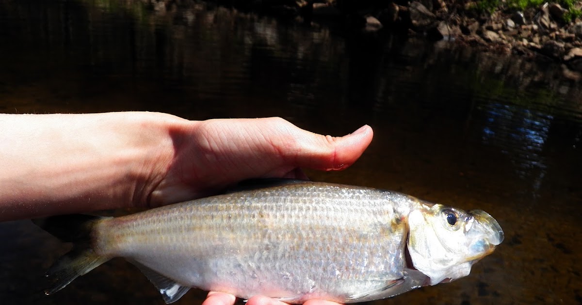 Connecticut Fly Angler Shad and Herring