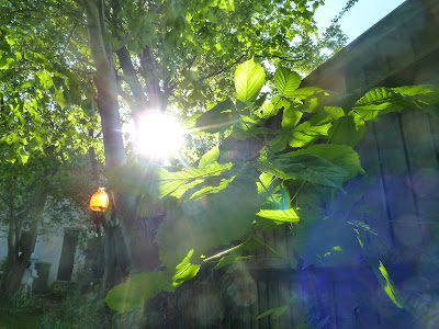 Sun shining through under the trees