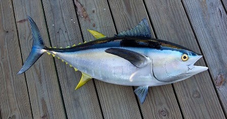 Ikan Tuna (Klasifikasi, Jenis, Kandungan Gizi dan Grade Mutu)