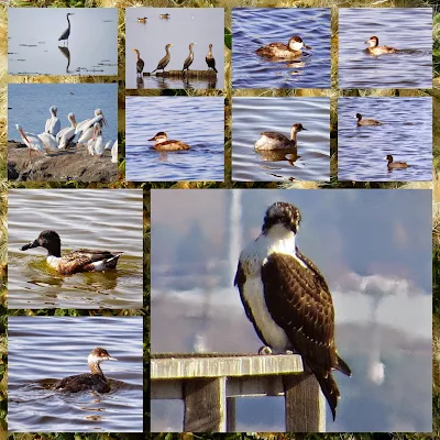 Bay Area Birds of Alviso (including Osprey)