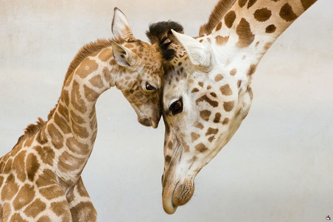 Мать и ребенок животные