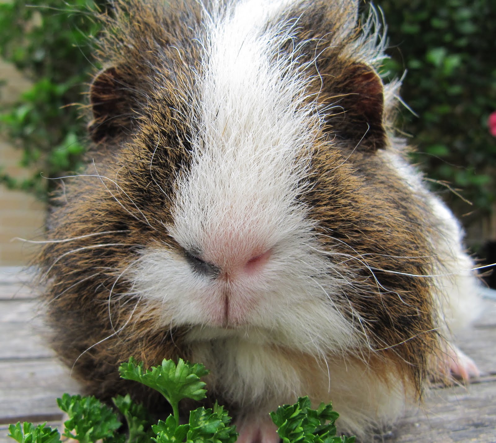 All Things Guinea Pig Violet's new friend