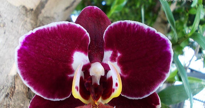 Orquídeas no Apê: Como Plantar Orquídeas em Árvores