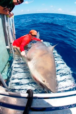 Tiburón Toro Gigante