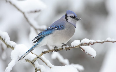 Winter afbeelding met vogel