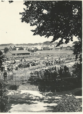 Photograph of a cattle market