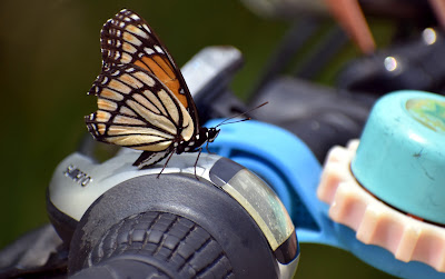 Biker butterfly.