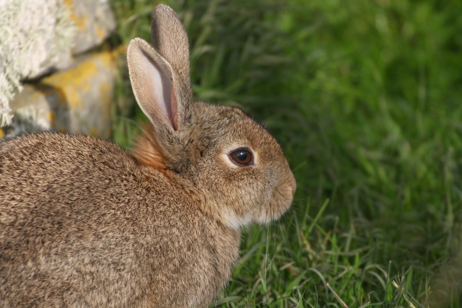 Birding, innit?: SHETLAND! Part 1 Days 1-3