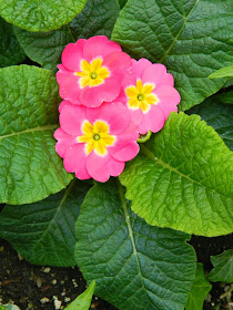 Allan Gardens Conservatory Spring Flower Show 2014 Primula polyanthus by garden muses-not another Toronto gardening blog