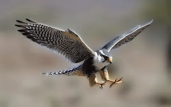 falcon flying birds wallpapers bird background branch desktop peregrine poem human osiris gyrfalcon