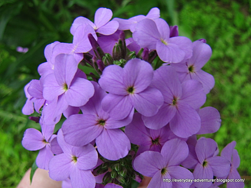The Everyday Adventurer: Purple Flowers