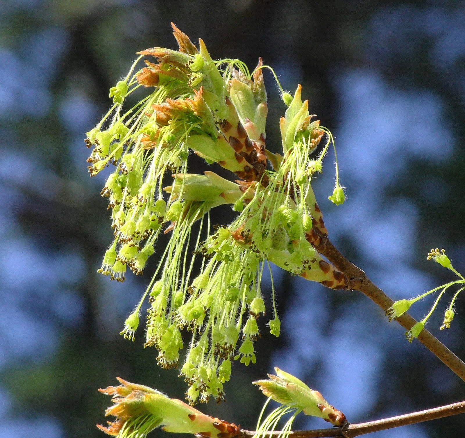New England Forests Spring Trees Glowing in New England