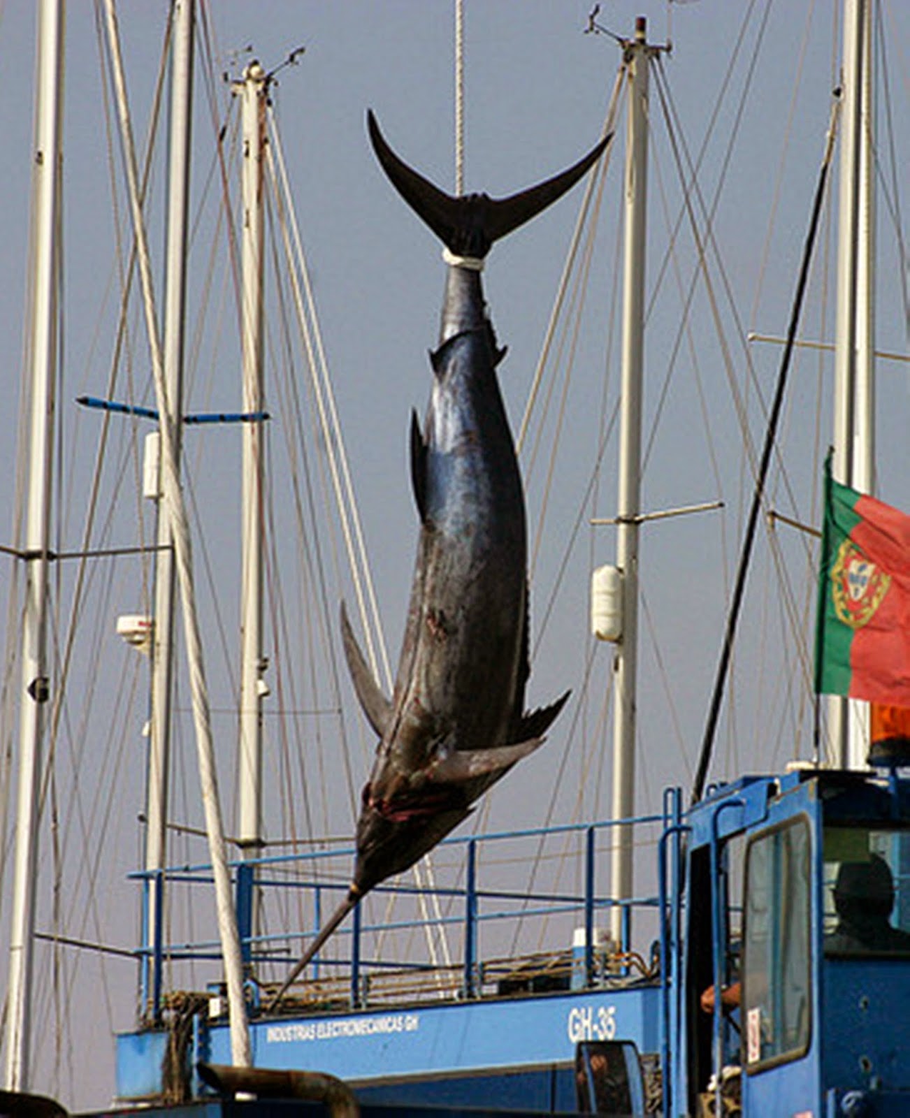 7 Swordfish Facts That We Swear Are True