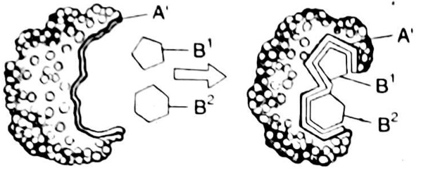 Perhatikan gambar cara kerja enzim dan substrat berikut! Jelaskan cara