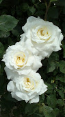 Rosas blancas