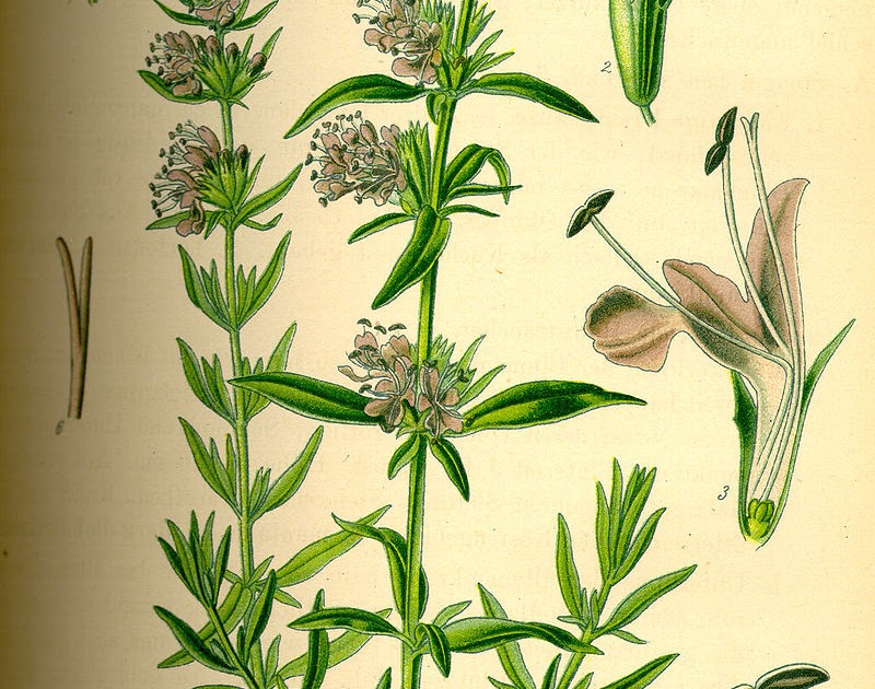 Hyssop, the Ancient Cure-All