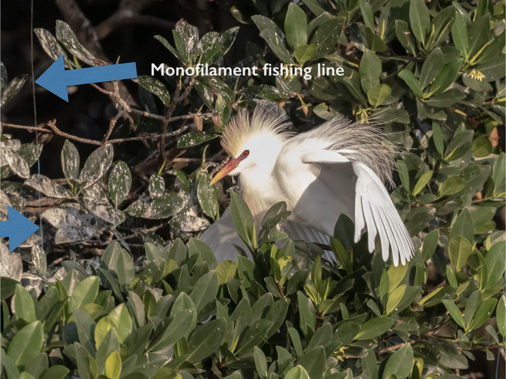 T & L Adventures Bird Island East (Coffee Pot Bayou) 31019
