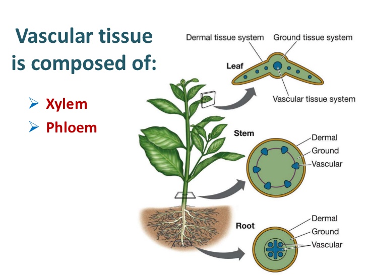 Ramón Guerra XYLEM AND PHLOEM IN VASCULAR PLANTS