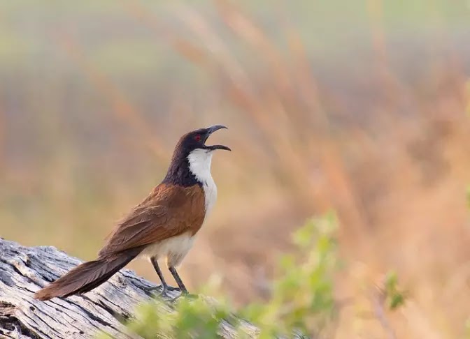 Names of birds in Marathi