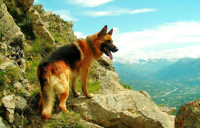 Un perro muy curioso mirando el paisaje en las montañas - Cute dog washing the natural landscape