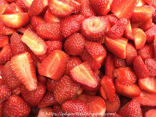 Erdbeeren frisch geerntet
