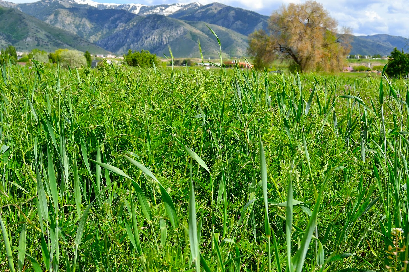 why-use-cover-crops-farm-state