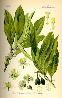 Akdeniz defnesi (Laurus nobilis)