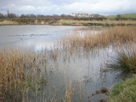 Darter Pool