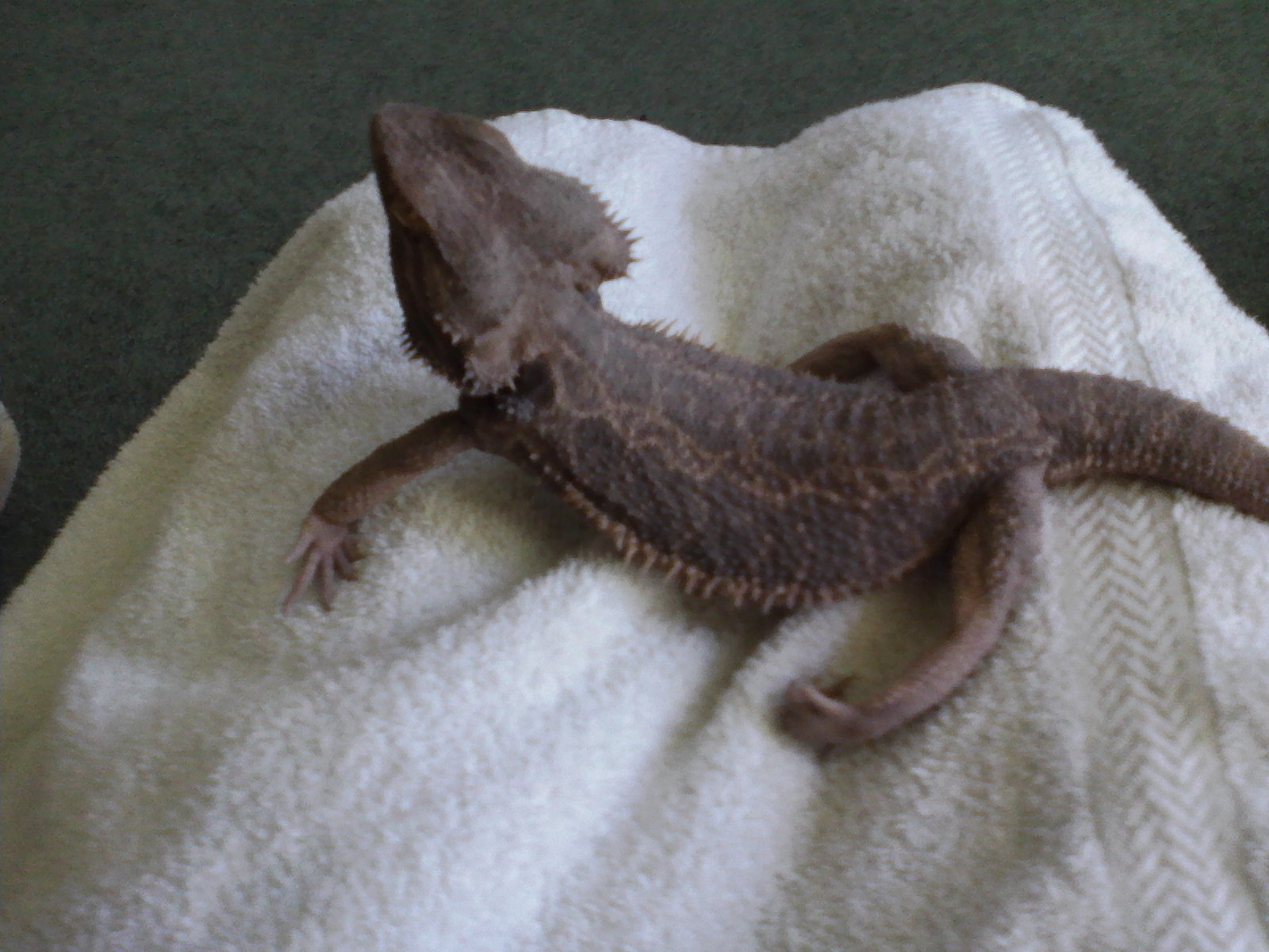 bearded-dragon-abnormal-behaviour/lack-of-appetite.jpg