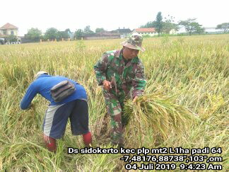 Babinsa Turun Sawah Panen Padi Babinsa Turun Sawah Panen Padi