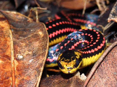 Dangerous Snakes Seen On www.coolpicturegallery.us