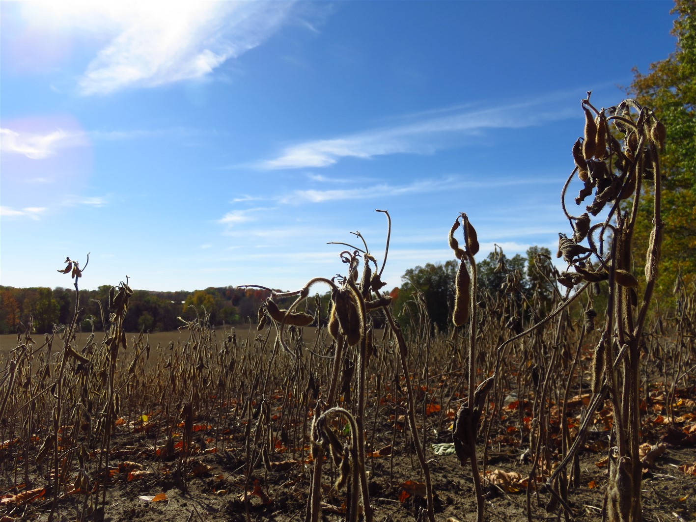 The World of Gord The Fall Colours of Eldorado, Ontario