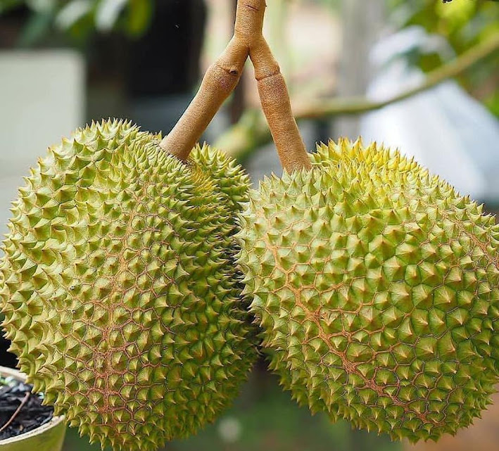 Bibit Durian Musangking kaki 3 Jakarta