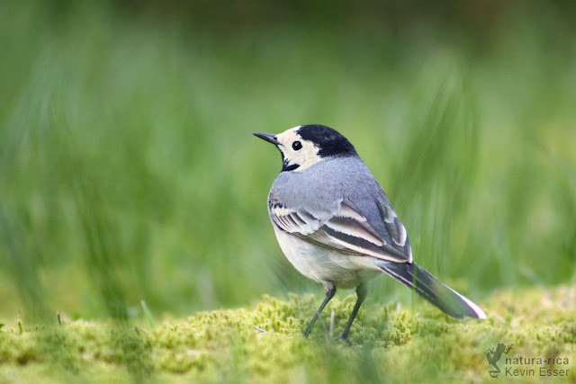 White wagtail - Motacilla alba