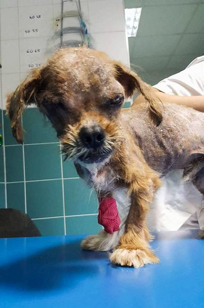 Incredible Pictures  Depict The Transformation Of A Dog 8 Months After It Was Rescued