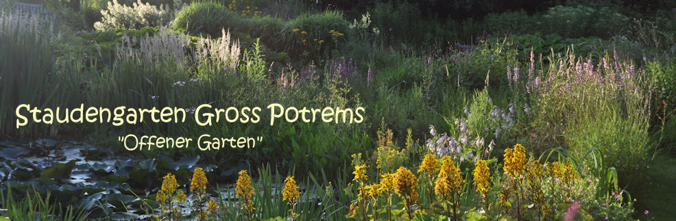 Staudengarten Gross Potrems