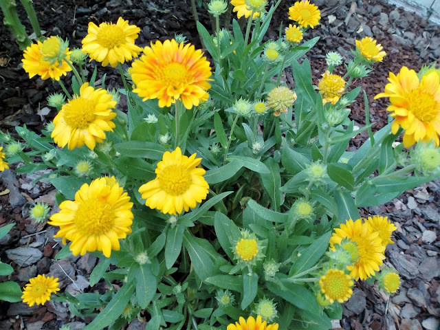 Gallardia (Gaillardia aristata "Yellow").